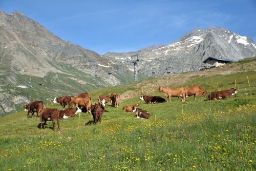 Alpage Du Jeu Aussois Maurienne Mercredi 21 Juillet 2021 2