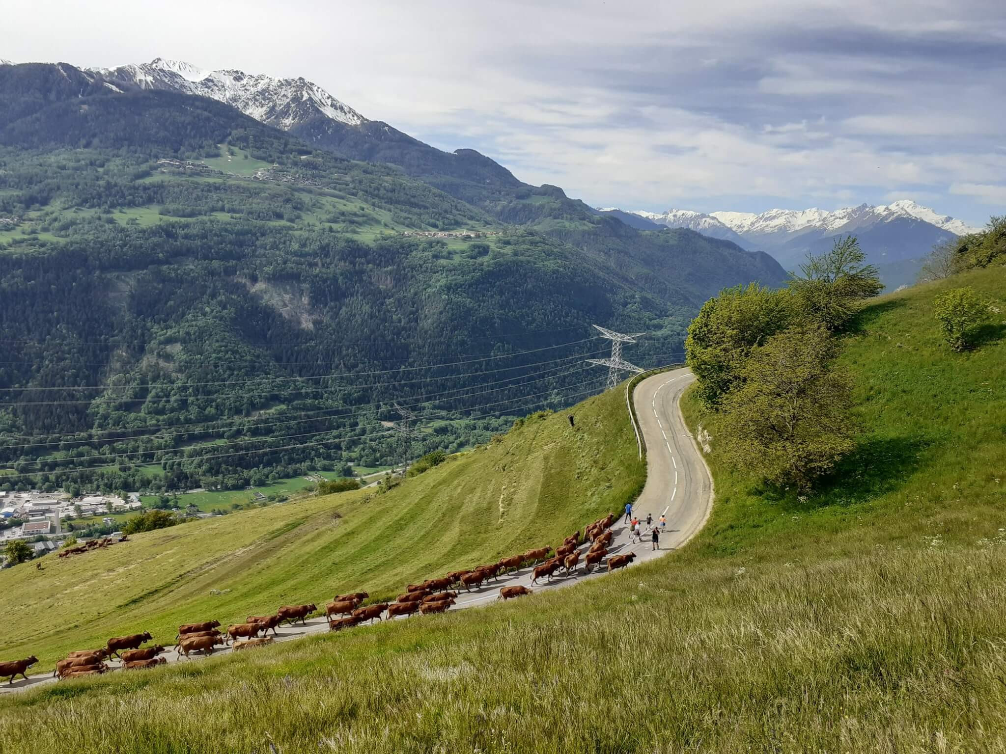 10 Petite Emmontagnee Gaec Du Consortage Mai 2020