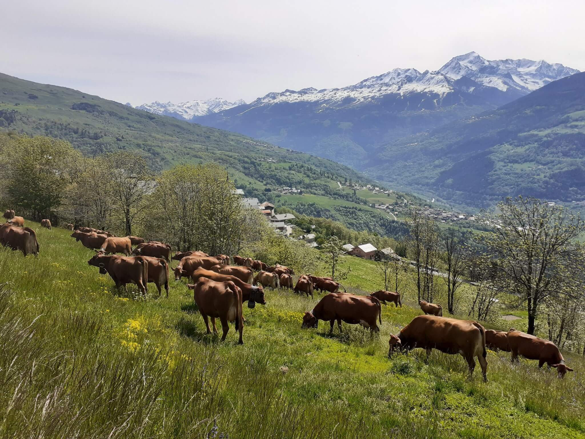 11 Petite Emmontagnee Gaec Du Consortage Mai 2020