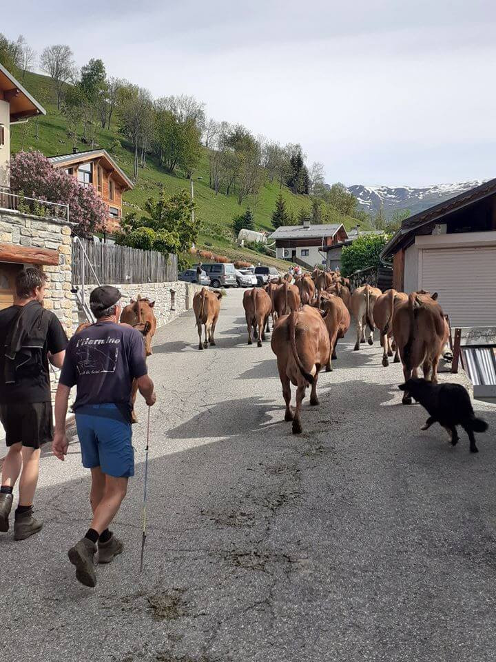 12 Petite Emmontagnee Gaec Du Consortage Mai 2020