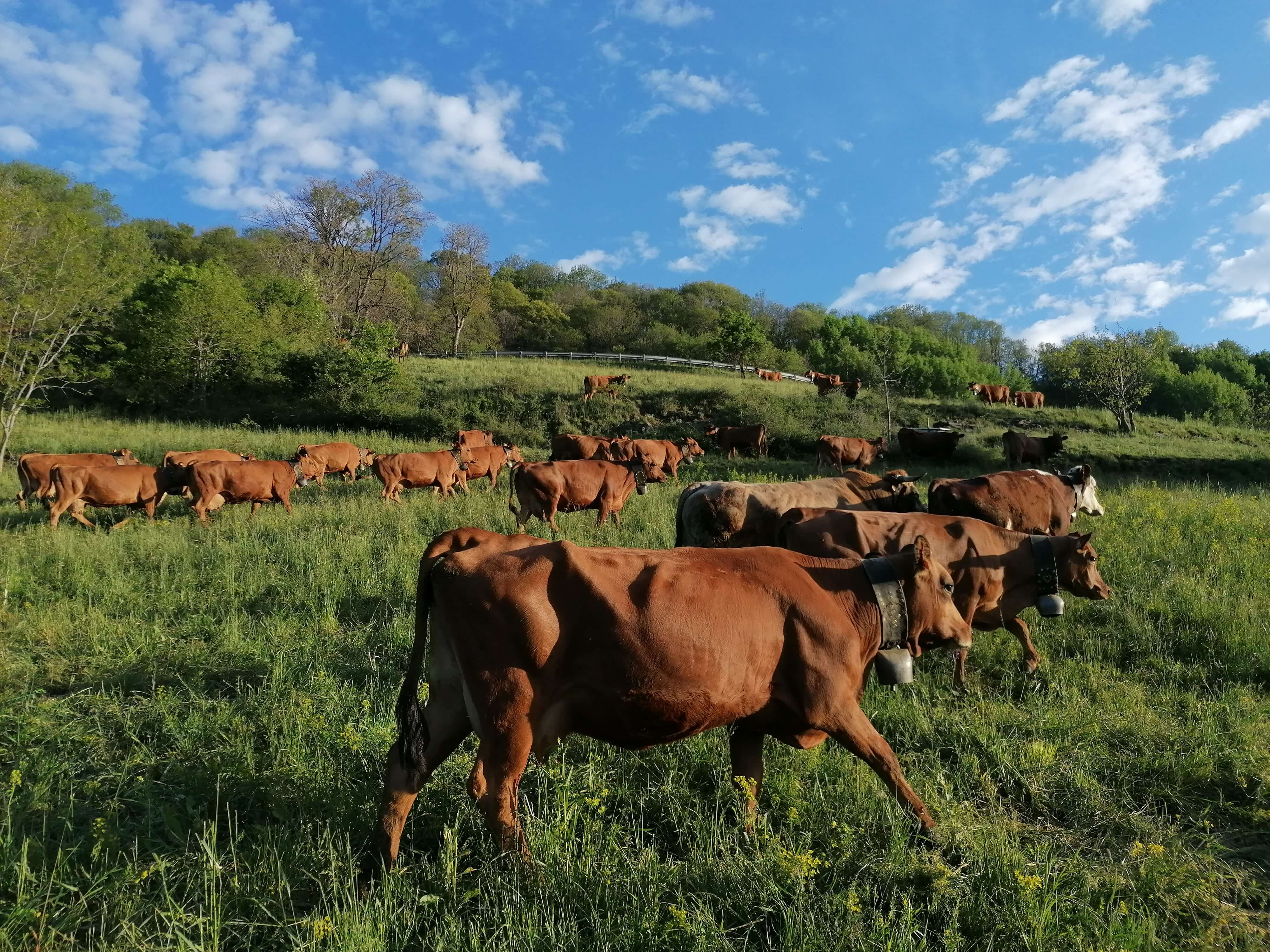 24 Tramee Du Gaec Des Carrons Mai 2020