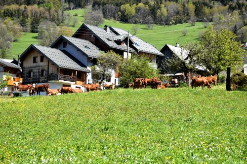 Gaec Les Pres Joly Les Avanchers Tarentaise 20 Mai 2021 5 Fromage AOP Beaufort Savoie
