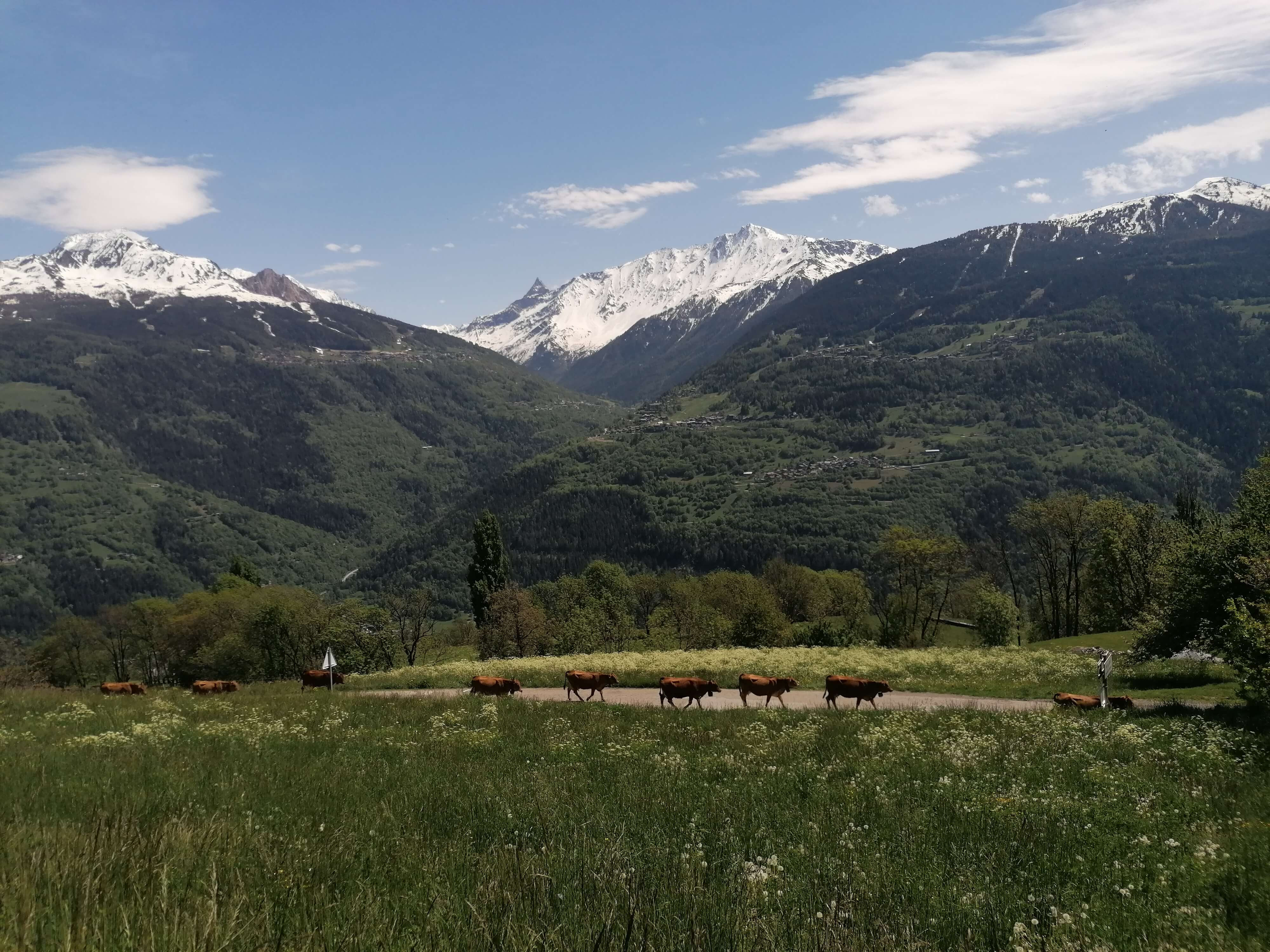 31 Tramee Du Gaec Des Carrons Mai 2020