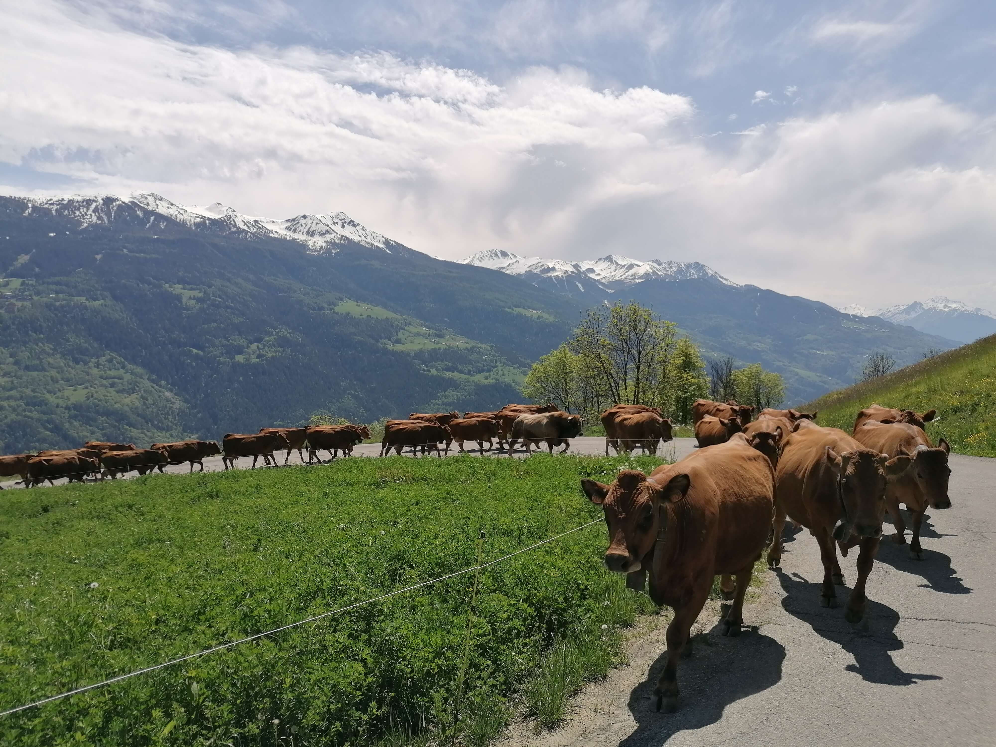 34 Tramee Du Gaec Des Carrons Mai 2020
