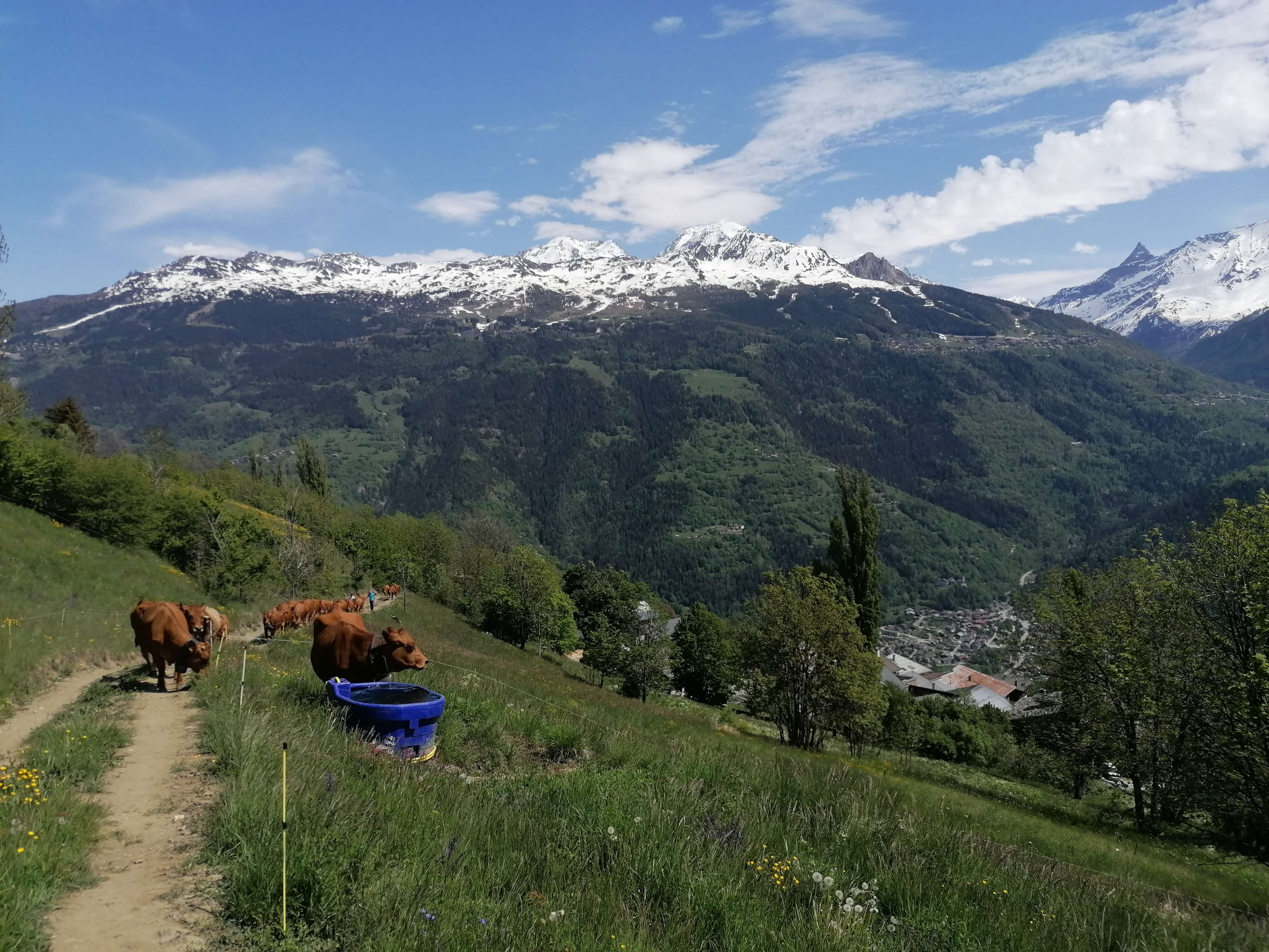 36 Tramee Du Gaec Des Carrons Mai 2020