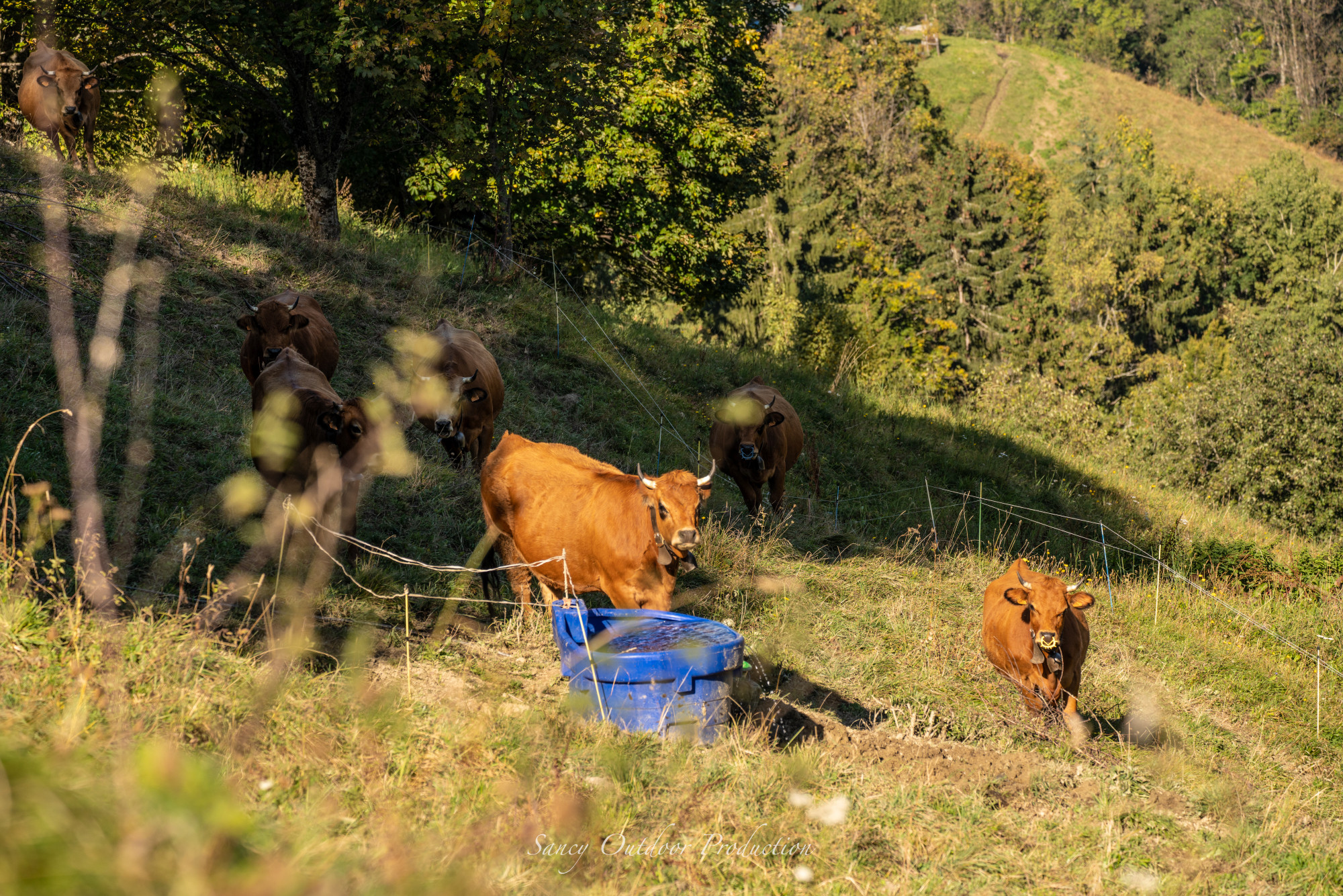 Tranches De Vie Alpage Les Arolles Automne 2021 Fromage Beaufo 4