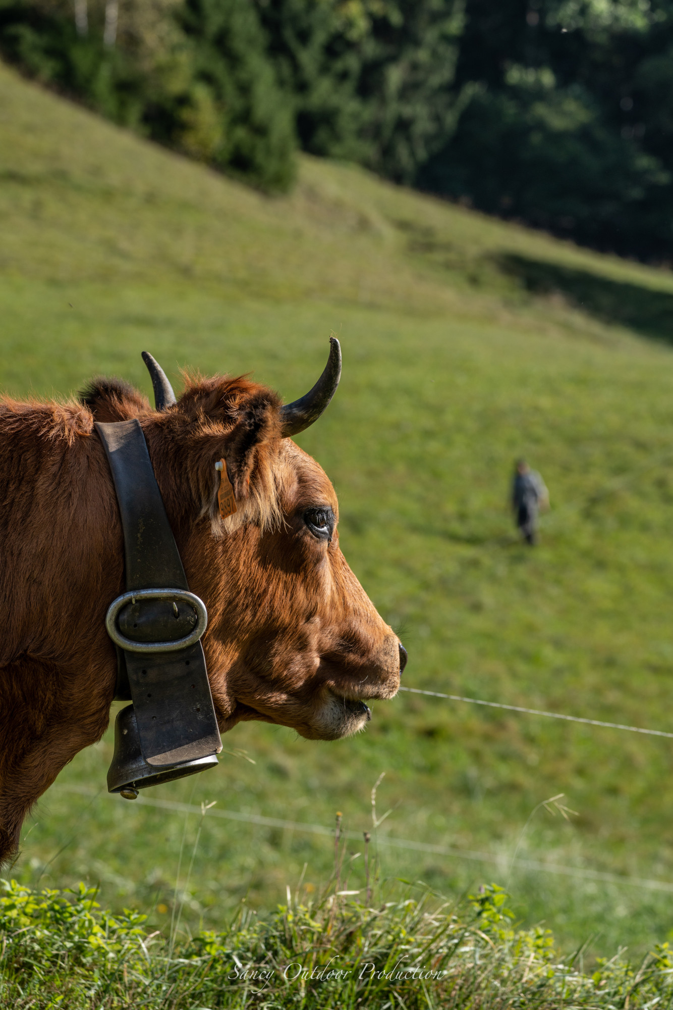 Tranches De Vie Alpage Les Arolles Automne 2021 Fromage Beaufo 6