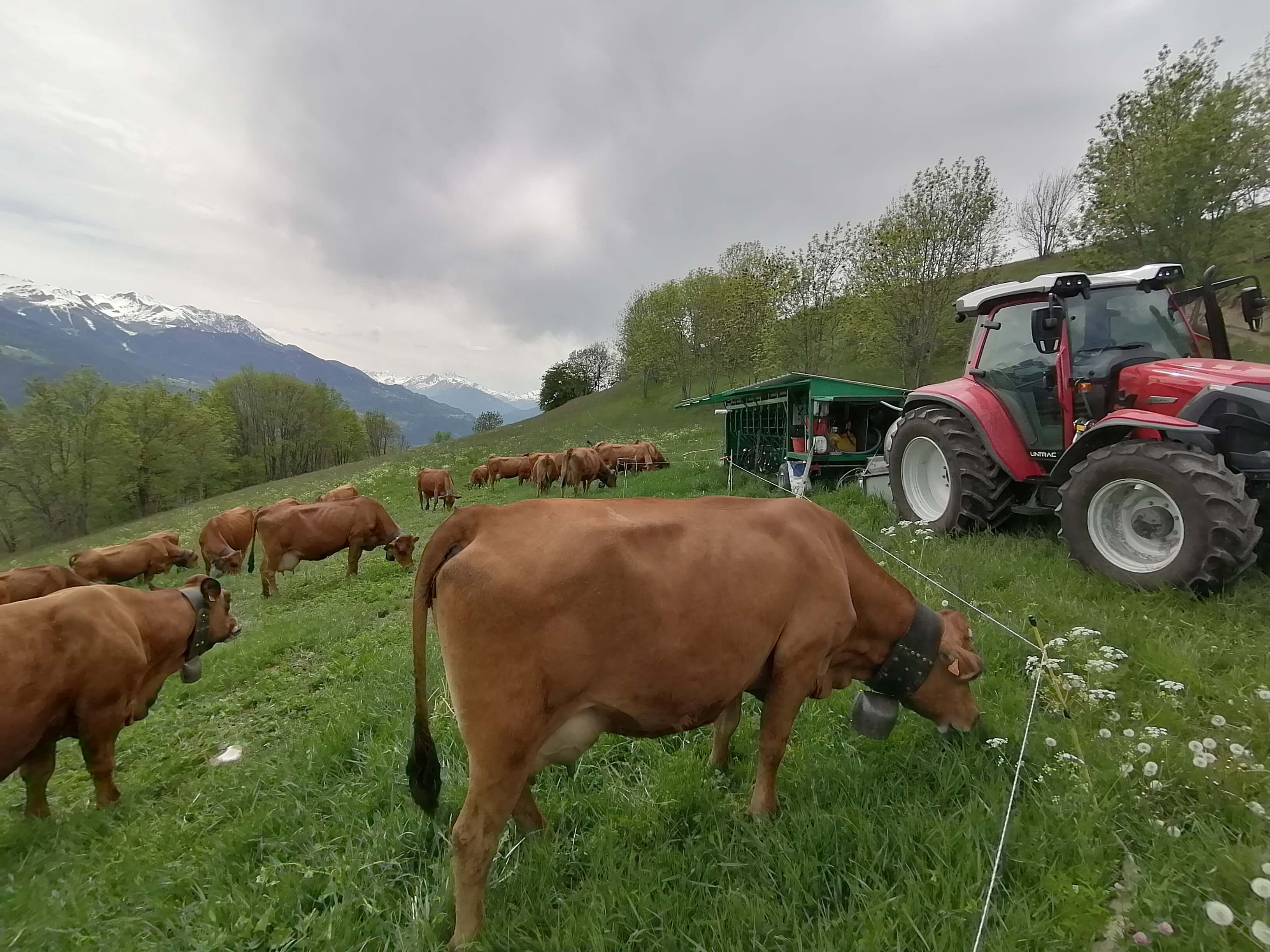 41 Tramee Du Gaec Des Carrons Mai 2020