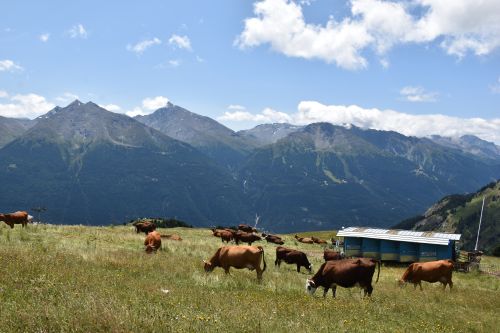 5 Alpage Du Jeu Aussois Maurienne 26072023 94