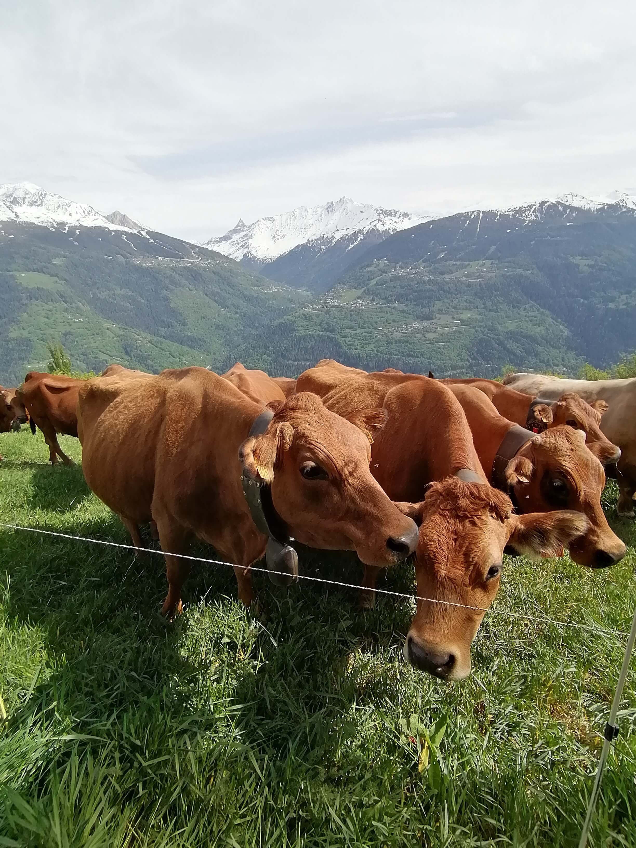 51 Tramee Du Gaec Des Carrons Mai 2020