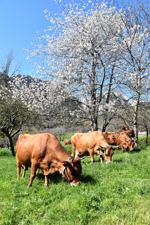 Sortie Des Vaches 18 Avril 2023 Florent Lorchel Pussy Fromage Beaufort Aop 12