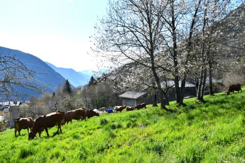 Sortie Des Vaches 18 Avril 2023 Florent Lorchel Pussy Fromage Beaufort Aop 16