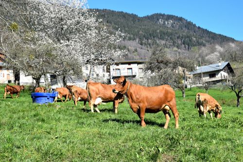 Sortie Des Vaches 18 Avril 2023 Florent Lorchel Pussy Fromage Beaufort Aop 2