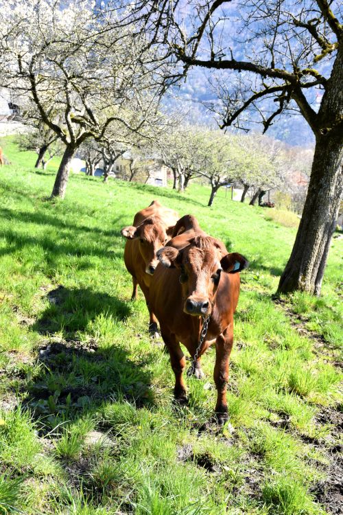 Sortie Des Vaches 18 Avril 2023 Florent Lorchel Pussy Fromage Beaufort Aop 20