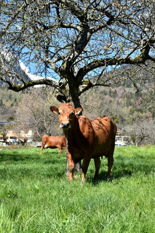 Sortie Des Vaches 18 Avril 2023 Florent Lorchel Pussy Fromage Beaufort Aop 9