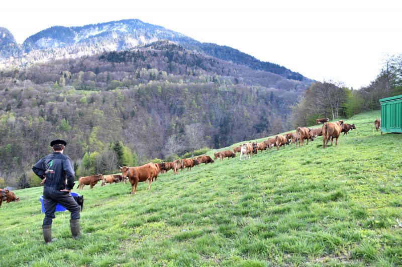 Sortie Des Vaches Printemps Gaec Perret Fromage Beaufort AOP Savoie