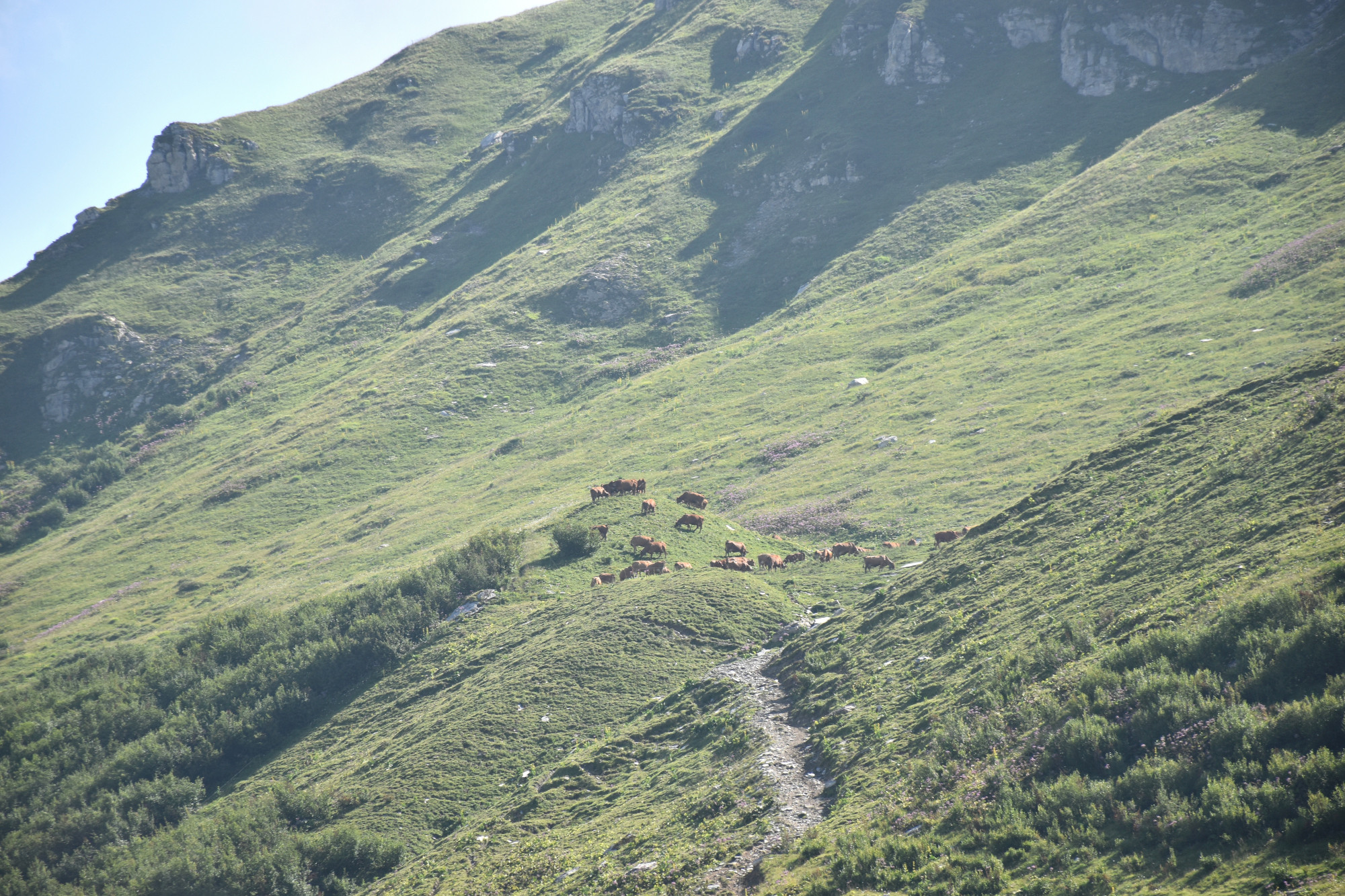 Instant Beaufort Ete 2021 Alpage Les Moillettes Beaufortain 19 Aout 2021 5