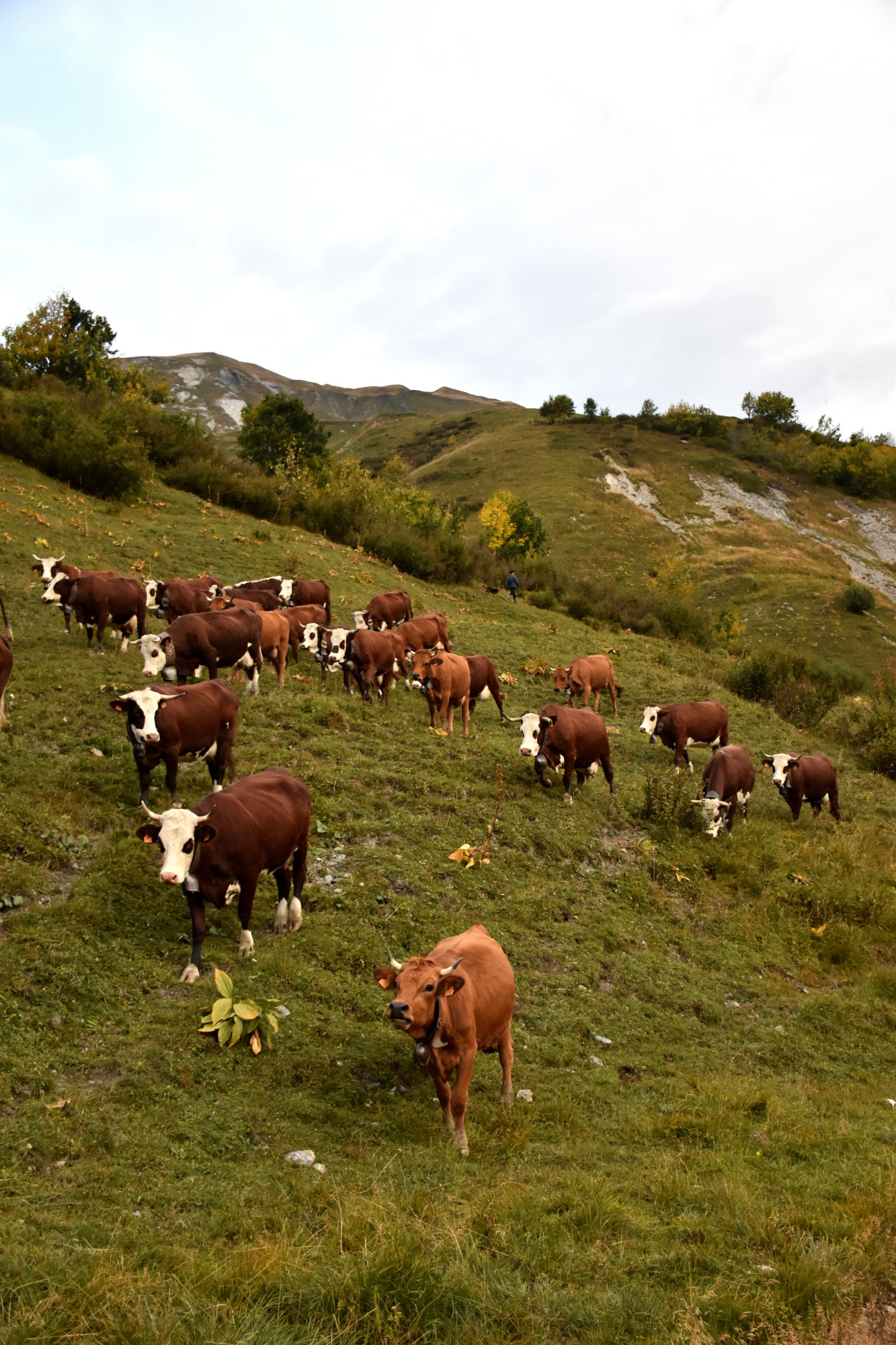 Demontagnee Gaec Les Croes Du Bachal 3 Octobre 2021 Fropmage Beaufort Aop 1