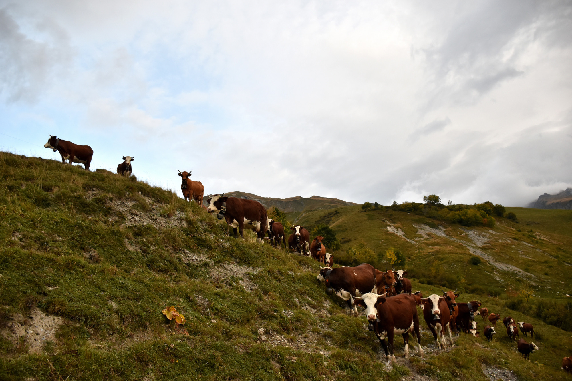 Demontagnee Gaec Les Croes Du Bachal 3 Octobre 2021 Fropmage Beaufort Aop 2
