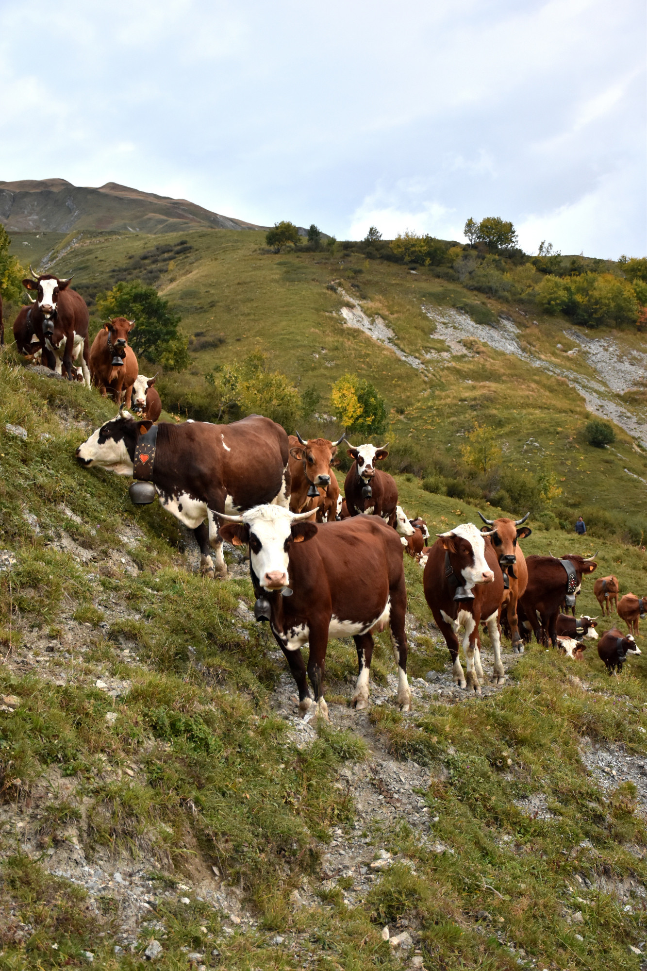 Demontagnee Gaec Les Croes Du Bachal 3 Octobre 2021 Fropmage Beaufort Aop 3