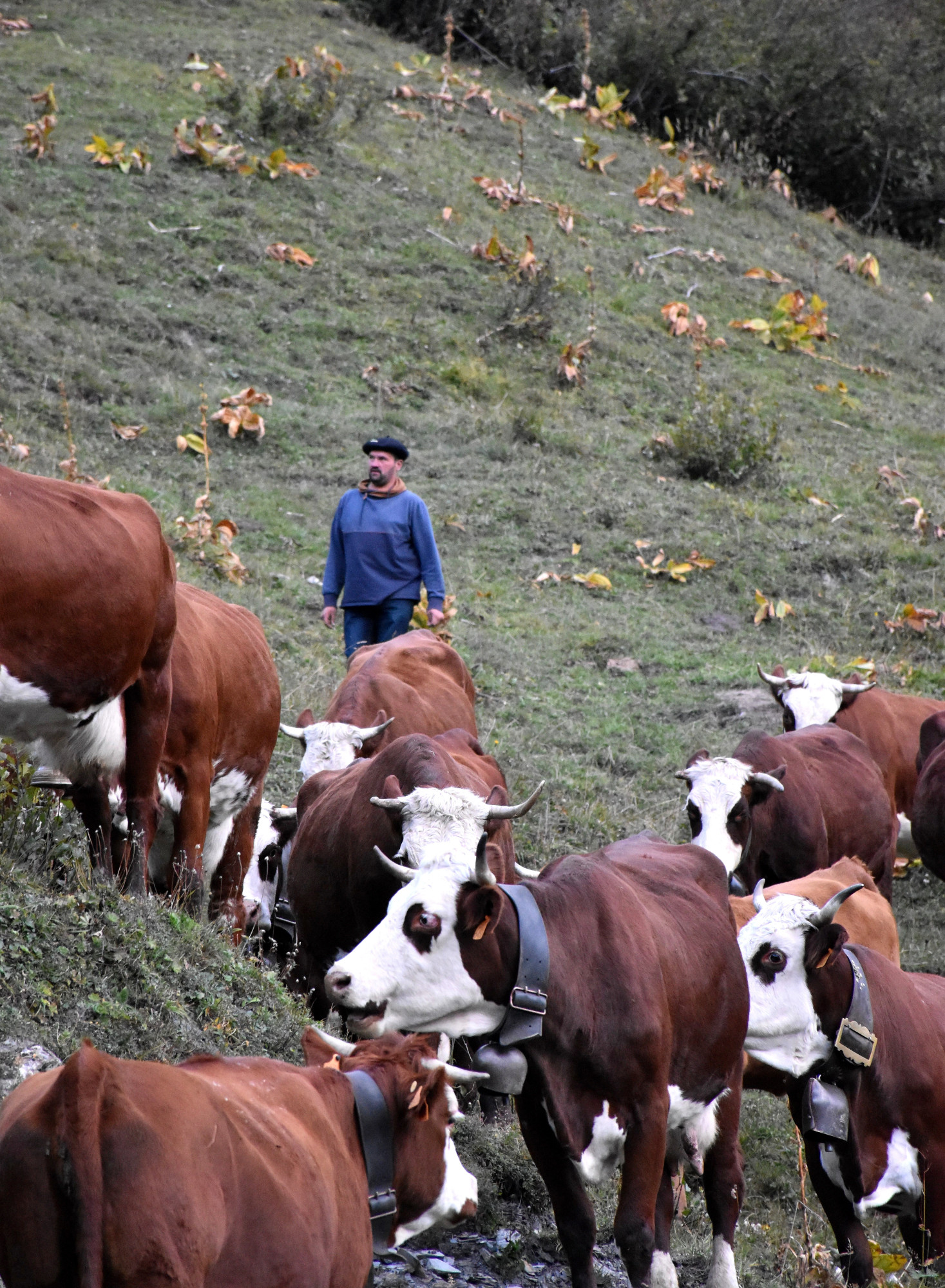 Demontagnee Gaec Les Croes Du Bachal 3 Octobre 2021 Fropmage Beaufort Aop 4