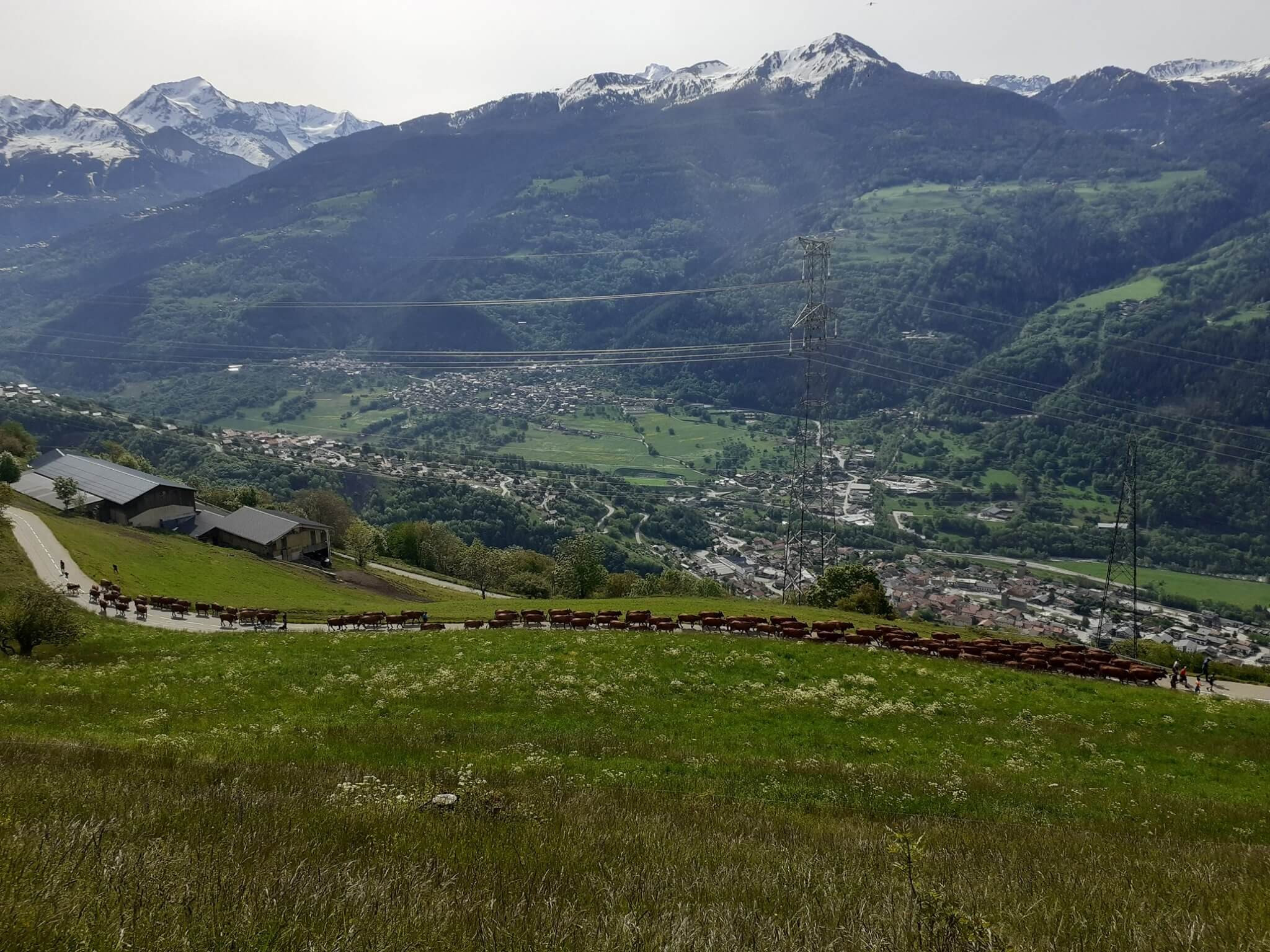 9 Petite Emmontagnee Gaec Du Consortage Mai 2020