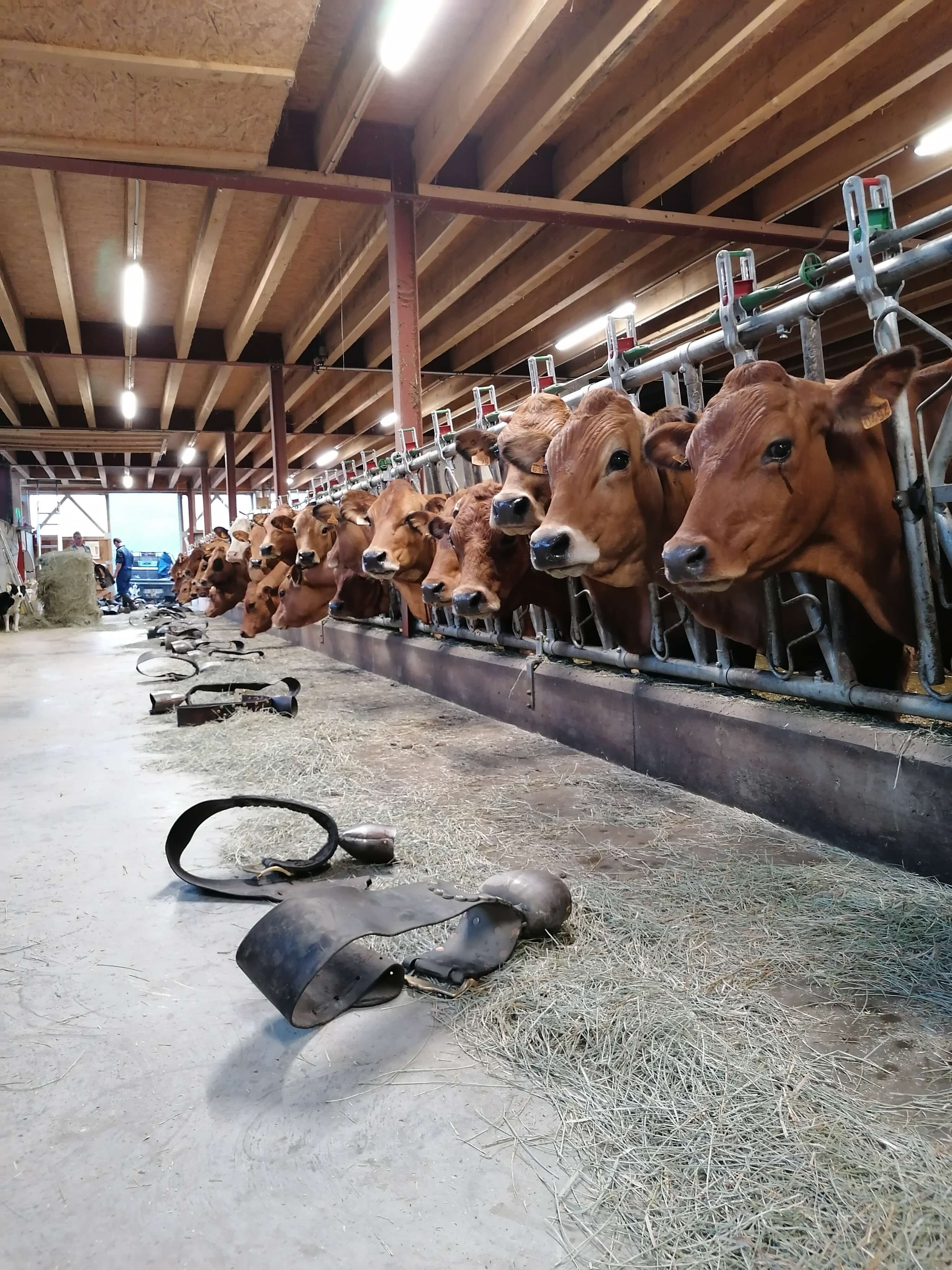 5 Tramee Du Gaec Des Carrons Mai 2020