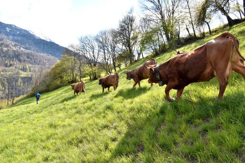 Sortie Des Vaches Printemps Gaec Perret Fromage Beaufort AOP Savoie