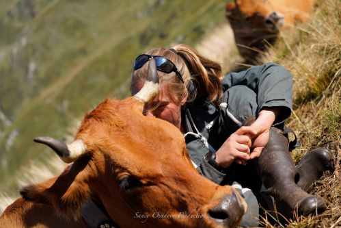 Tranches De Vie Gaec La Vachere Ete 2021 Fromage Beaufort Aop Savoie 1