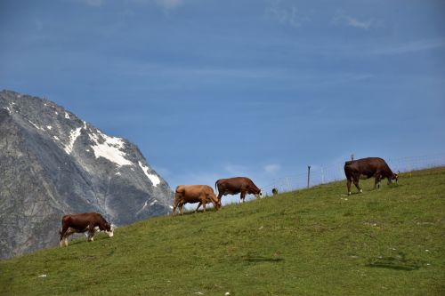 Alpage Du Jeu Aussois Maurienne Mercredi 21 Juillet 2021 20