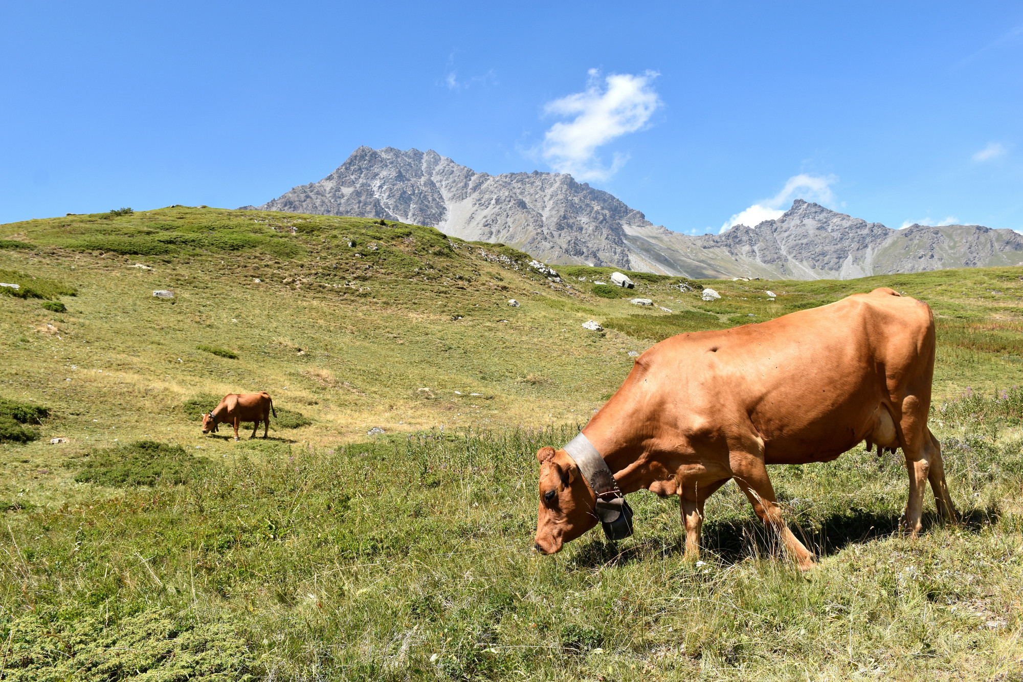 Instant Beaufort Alpage La Vachere Mont Cenis 02082022 Fromage Beaufort 12 01
