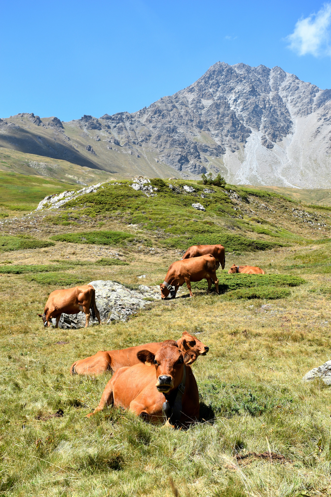 Instant Beaufort Alpage La Vachere Mont Cenis 02082022 Fromage Beaufort 16 01