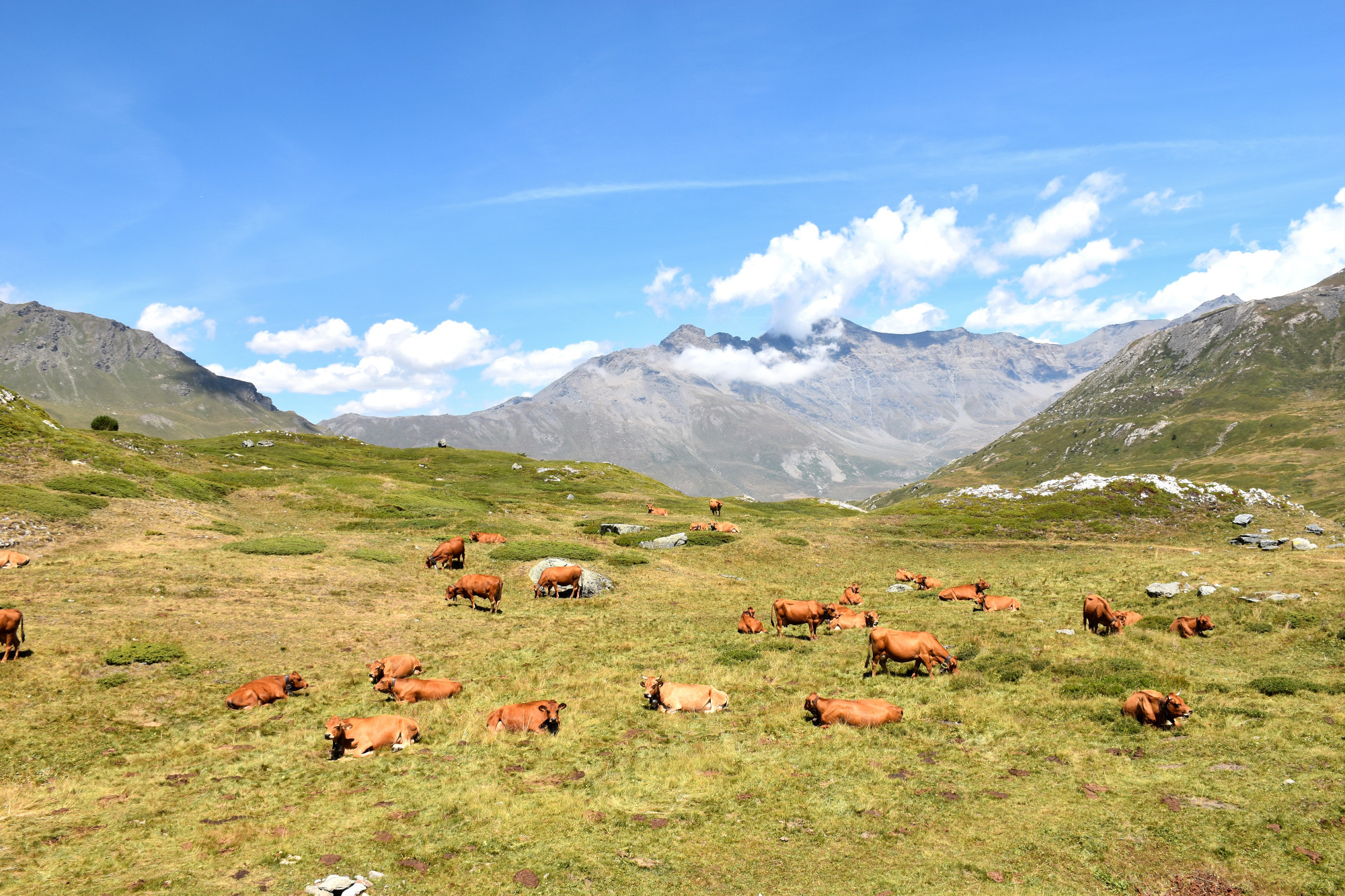 Instant Beaufort Alpage La Vachere Mont Cenis 02082022 Fromage Beaufort 17 01