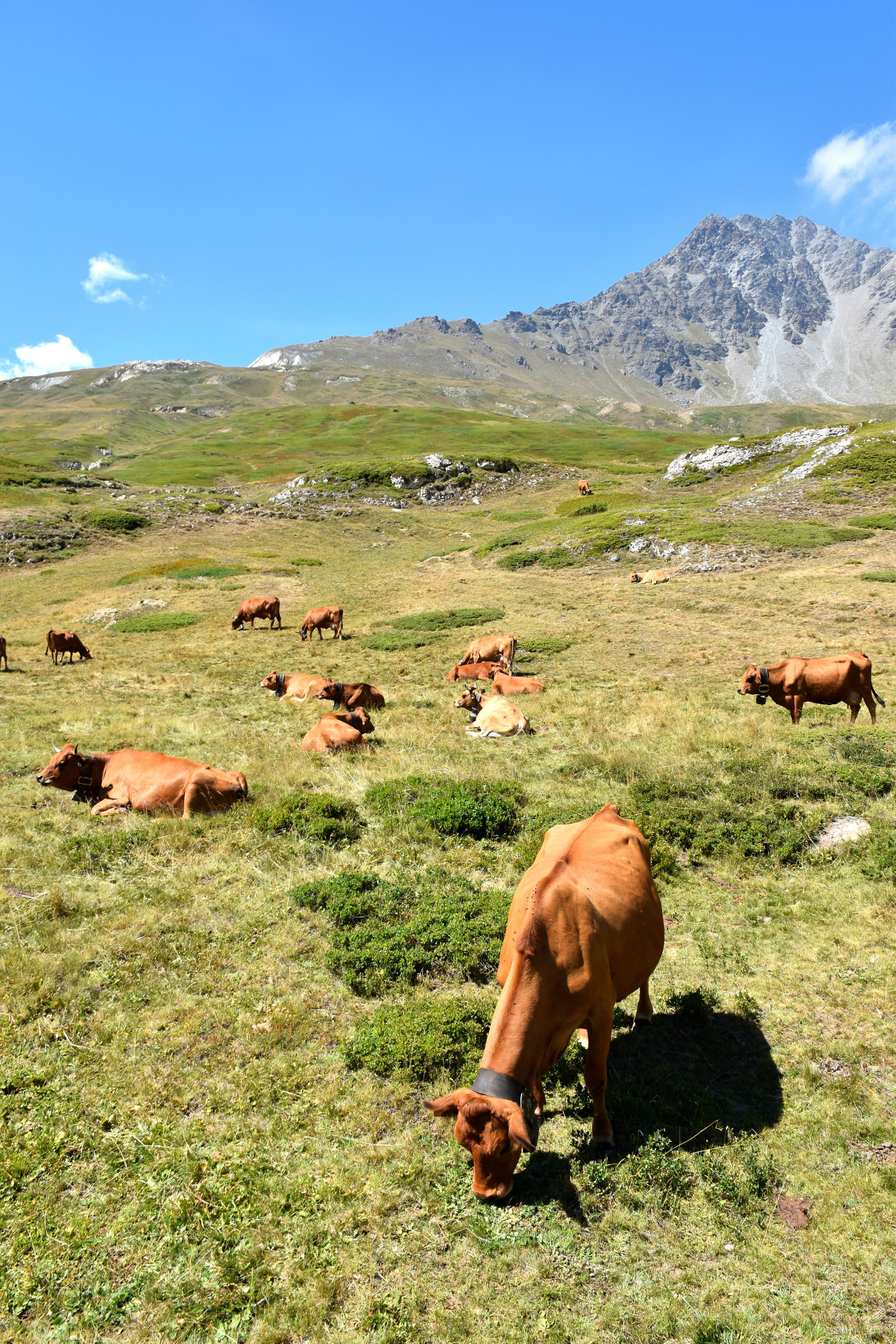 Instant Beaufort Alpage La Vachere Mont Cenis 02082022 Fromage Beaufort 20 01