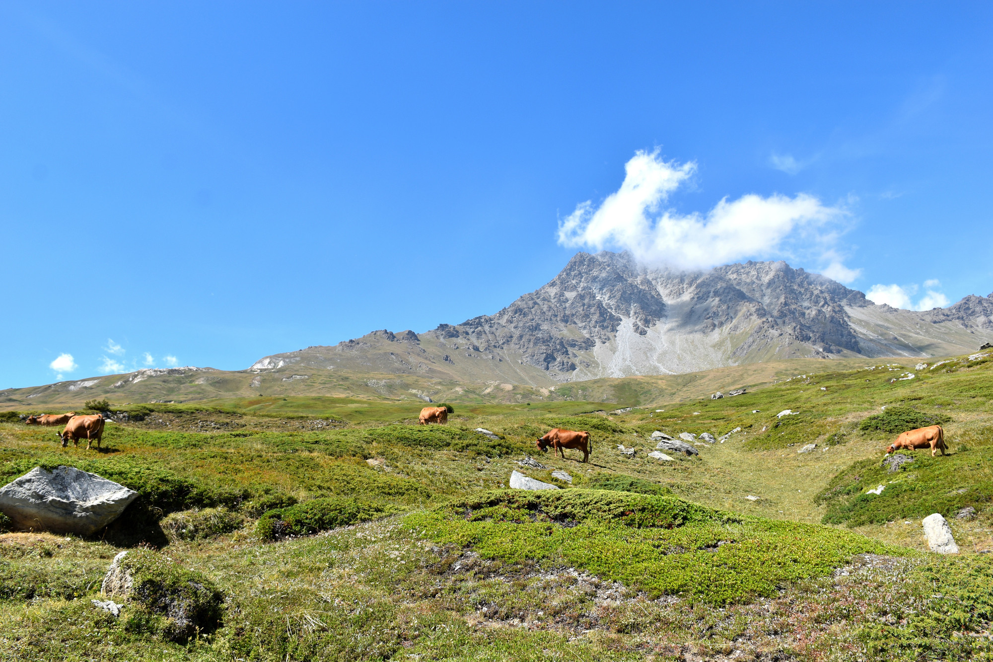 Instant Beaufort Alpage La Vachere Mont Cenis 02082022 Fromage Beaufort 22 01