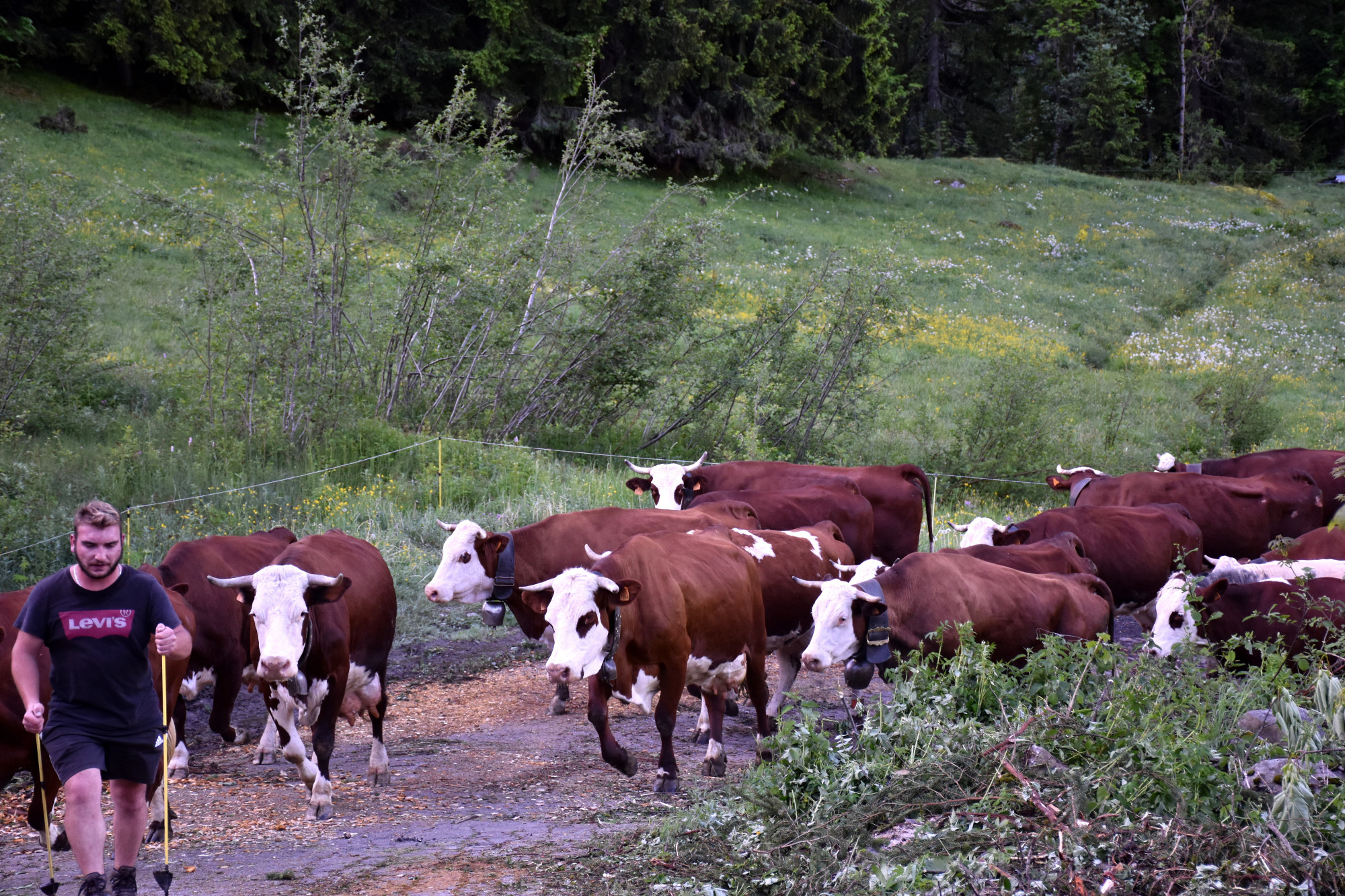 Emmontagnee Gaec Du Joly Hauteluce 26052022 Fromage Beaufort 10