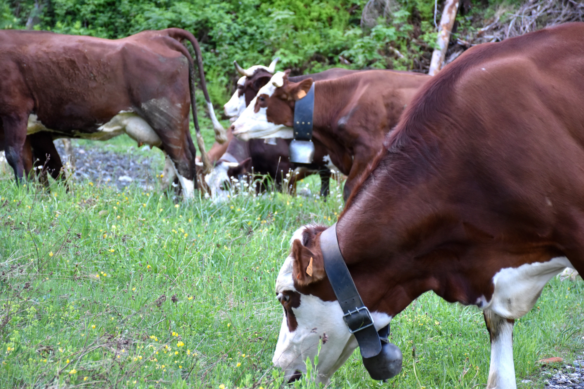 Emmontagnee Gaec Du Joly Hauteluce 26052022 Fromage Beaufort 14