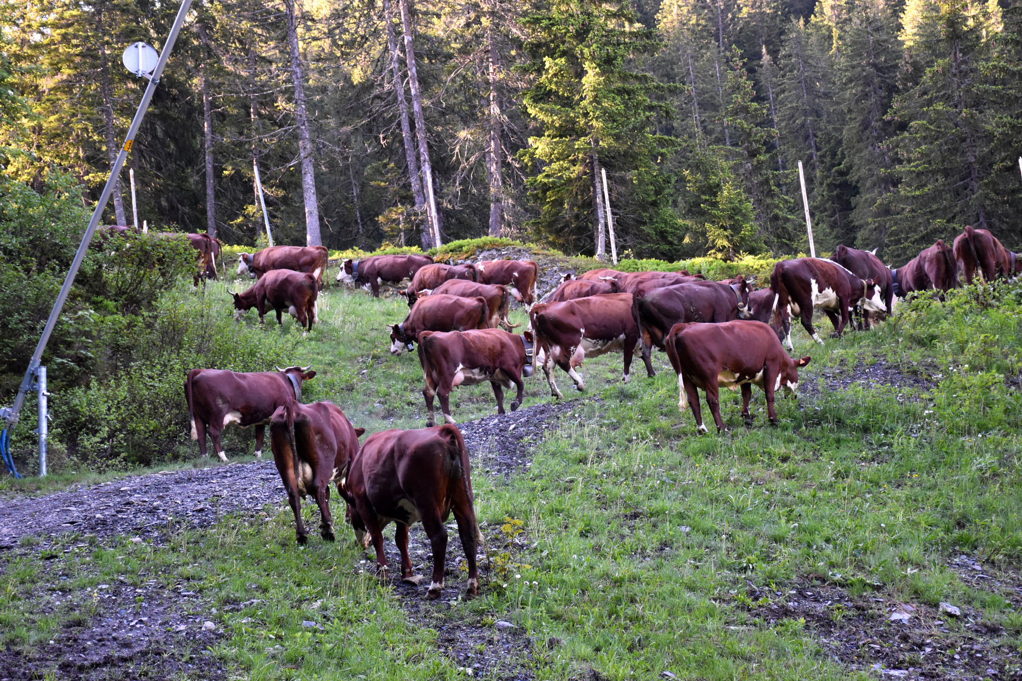 Emmontagnee Gaec Du Joly Hauteluce 26052022 Fromage Beaufort 16