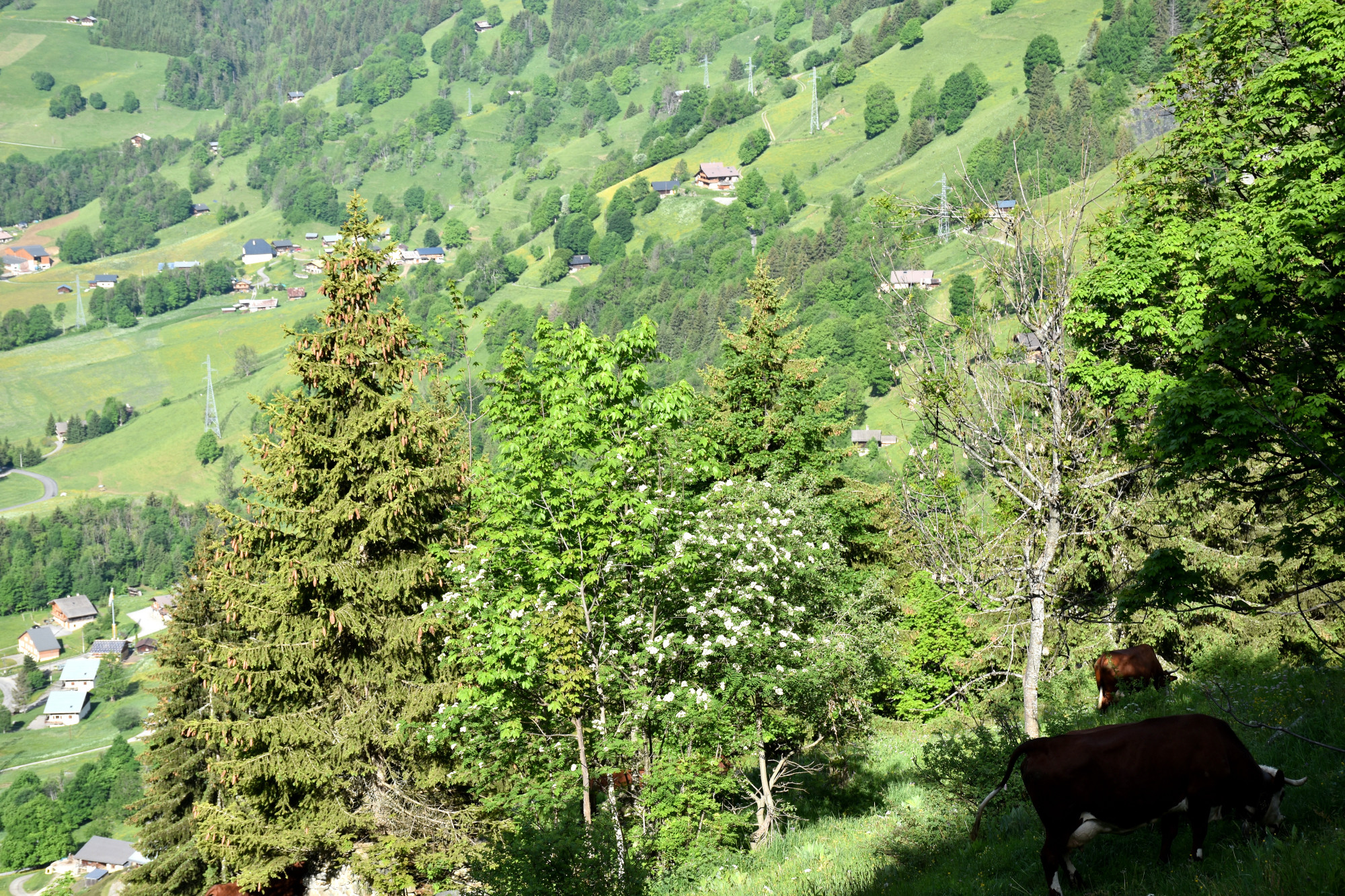 Emmontagnee Gaec Du Joly Hauteluce 26052022 Fromage Beaufort 17