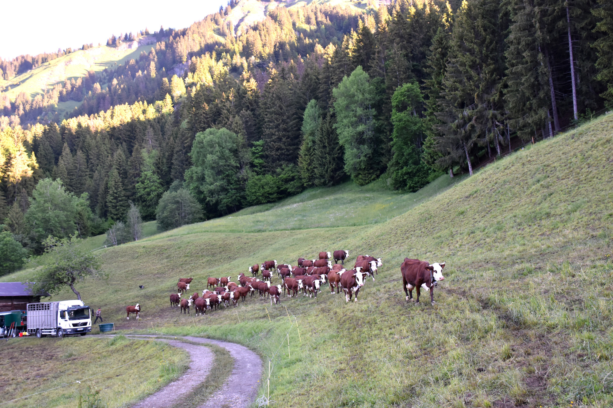 Emmontagnee Gaec Du Joly Hauteluce 26052022 Fromage Beaufort 2