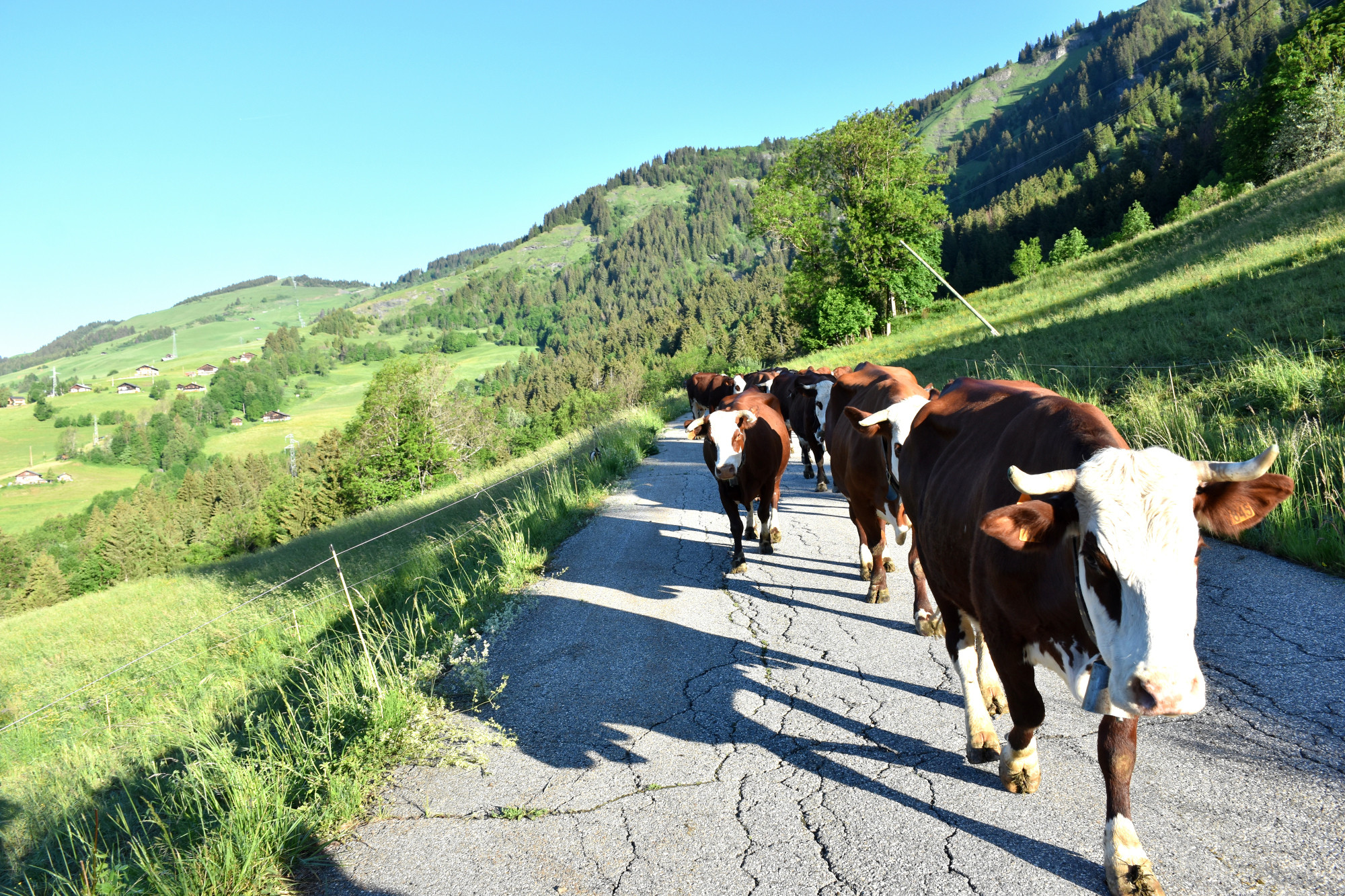 Emmontagnee Gaec Du Joly Hauteluce 26052022 Fromage Beaufort 3
