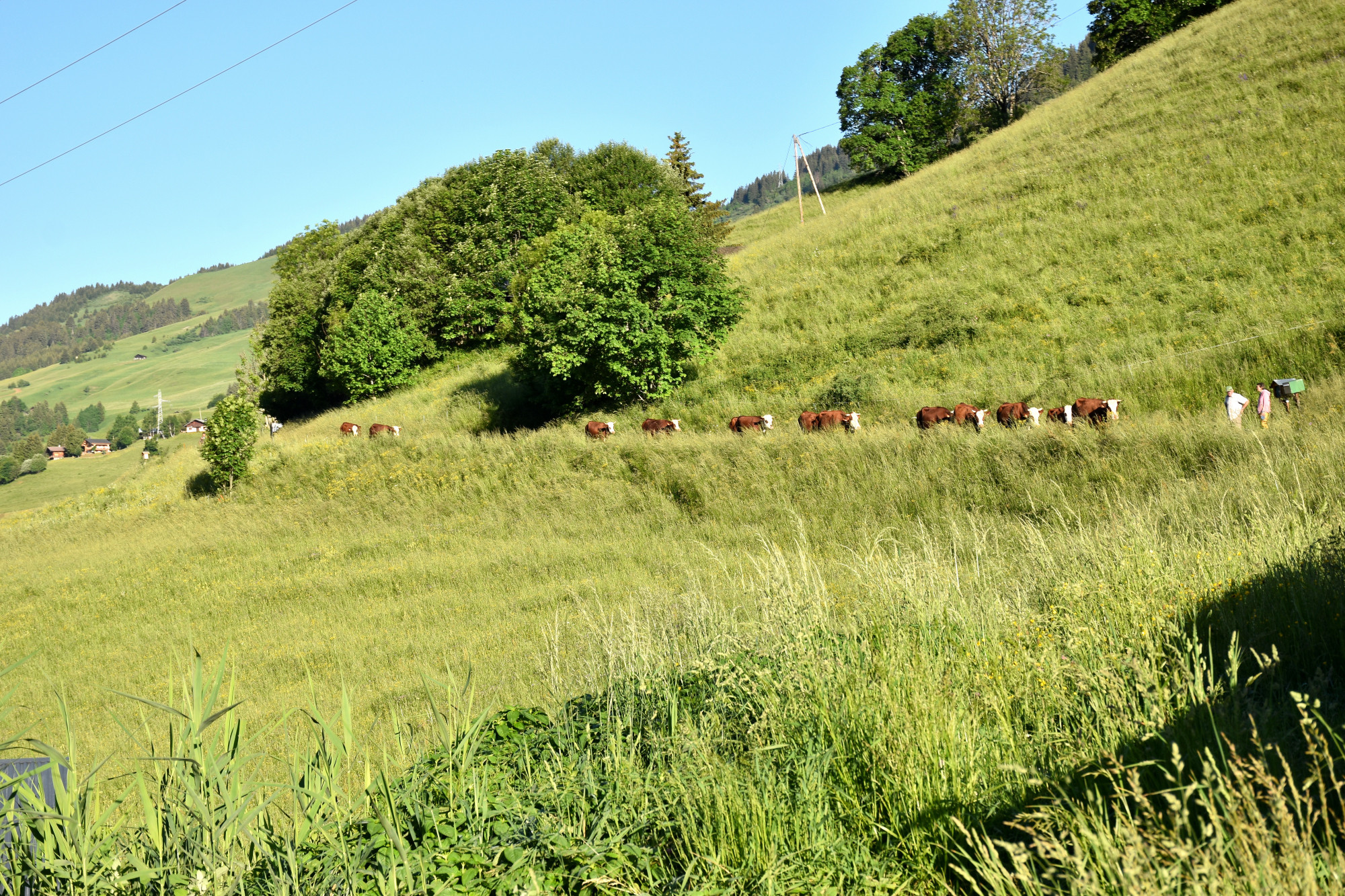 Emmontagnee Gaec Du Joly Hauteluce 26052022 Fromage Beaufort 4