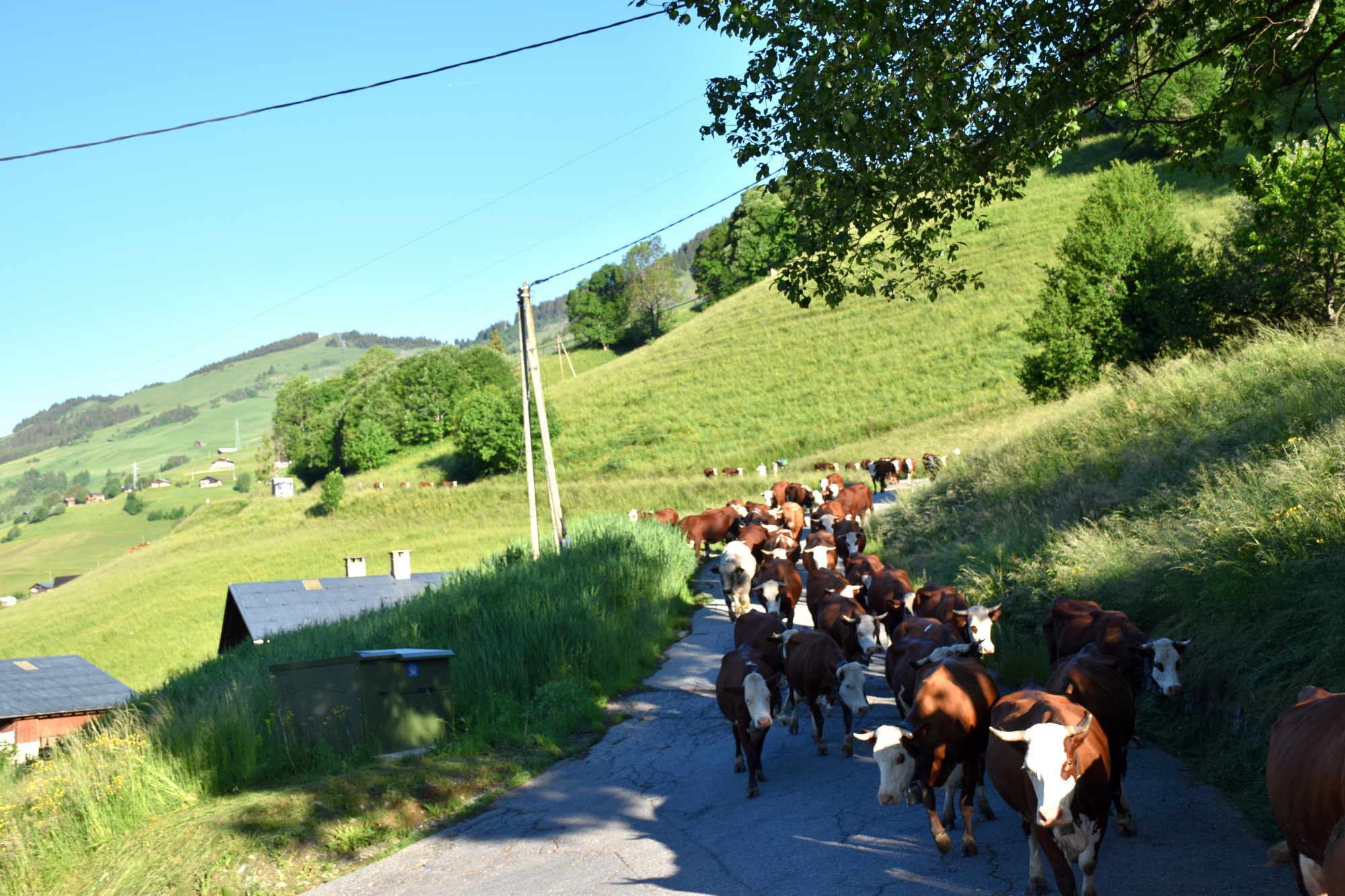 Emmontagnee Gaec Du Joly Hauteluce 26052022 Fromage Beaufort 5