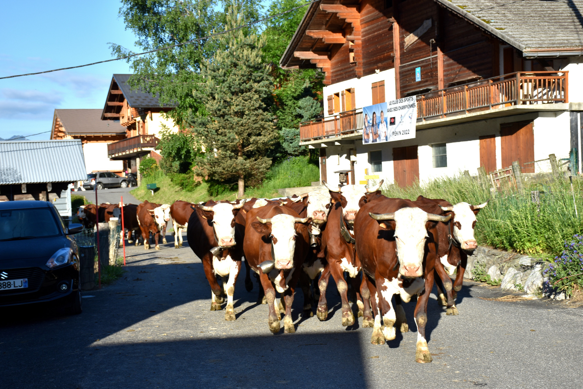 Emmontagnee Gaec Du Joly Hauteluce 26052022 Fromage Beaufort 7
