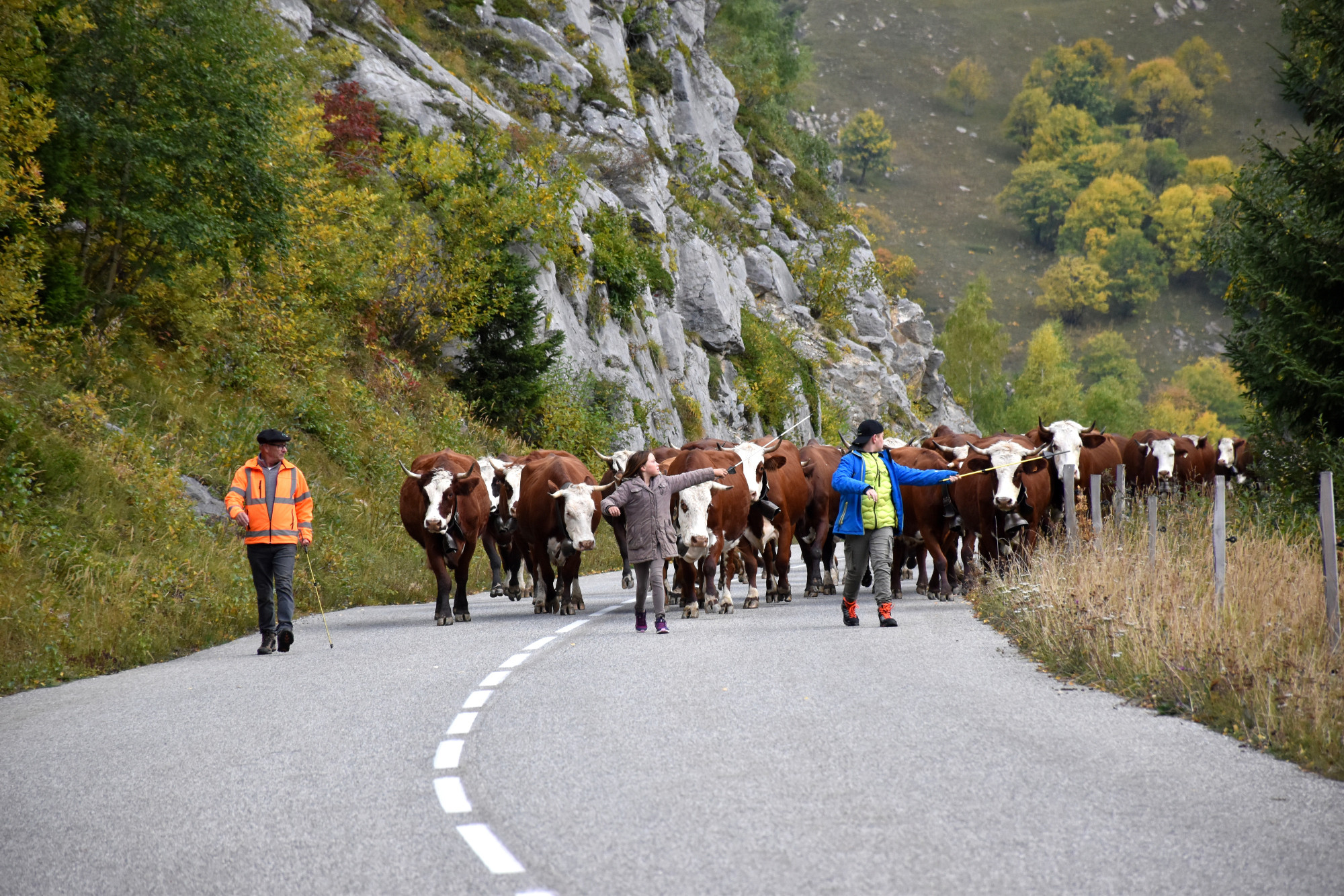 Demontagnee Gaec Les Croes Du Bachal 3 Octobre 2021 Fropmage Beaufort Aop 11