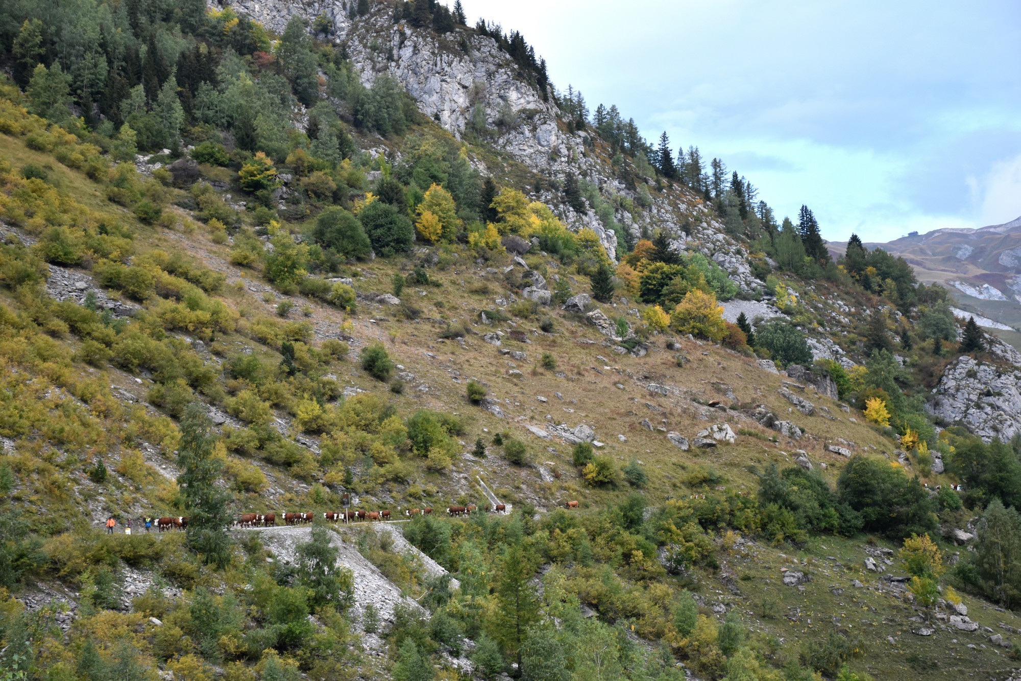 Demontagnee Gaec Les Croes Du Bachal 3 Octobre 2021 Fropmage Beaufort Aop 12