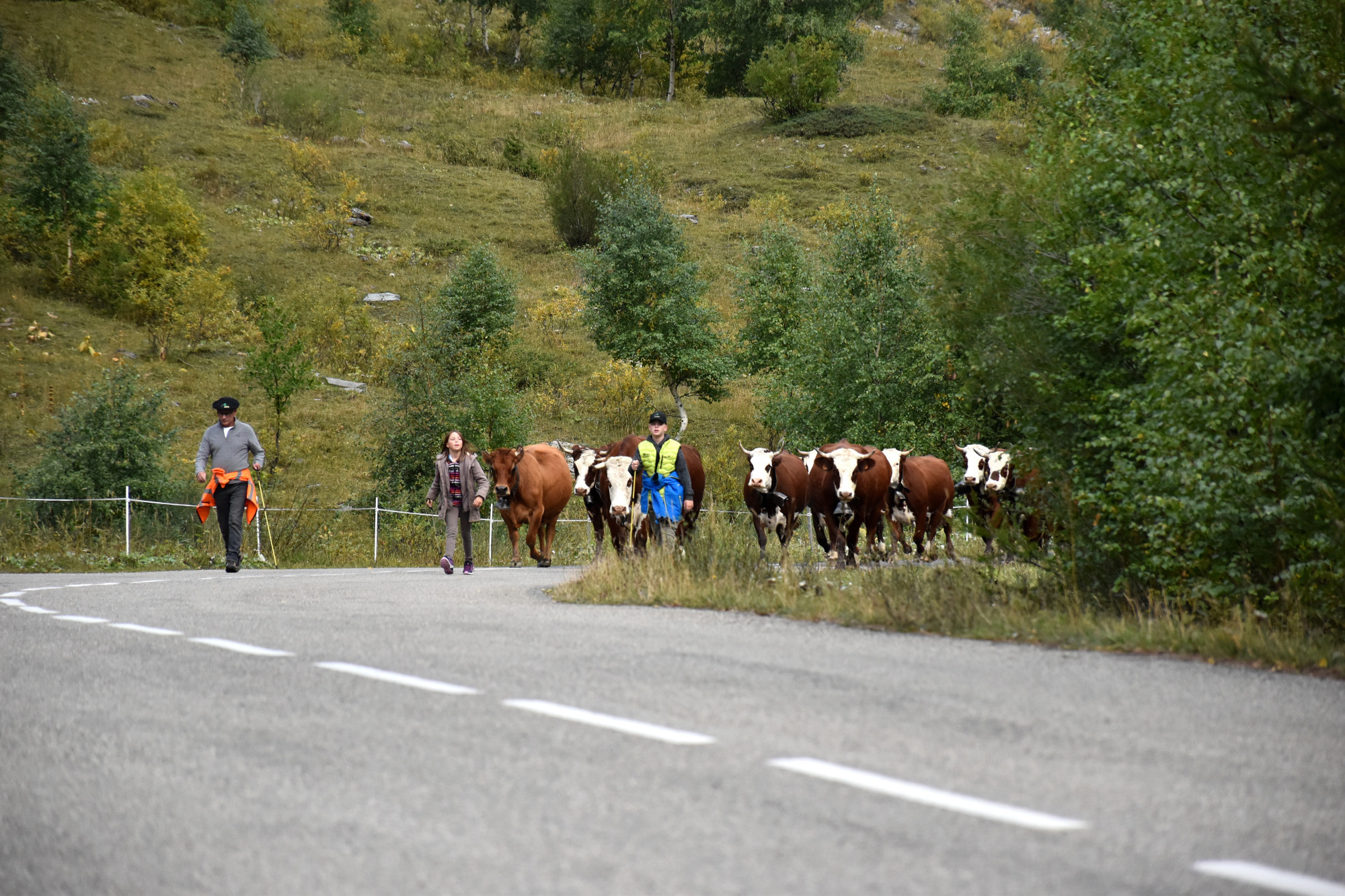 Demontagnee Gaec Les Croes Du Bachal 3 Octobre 2021 Fropmage Beaufort Aop 13