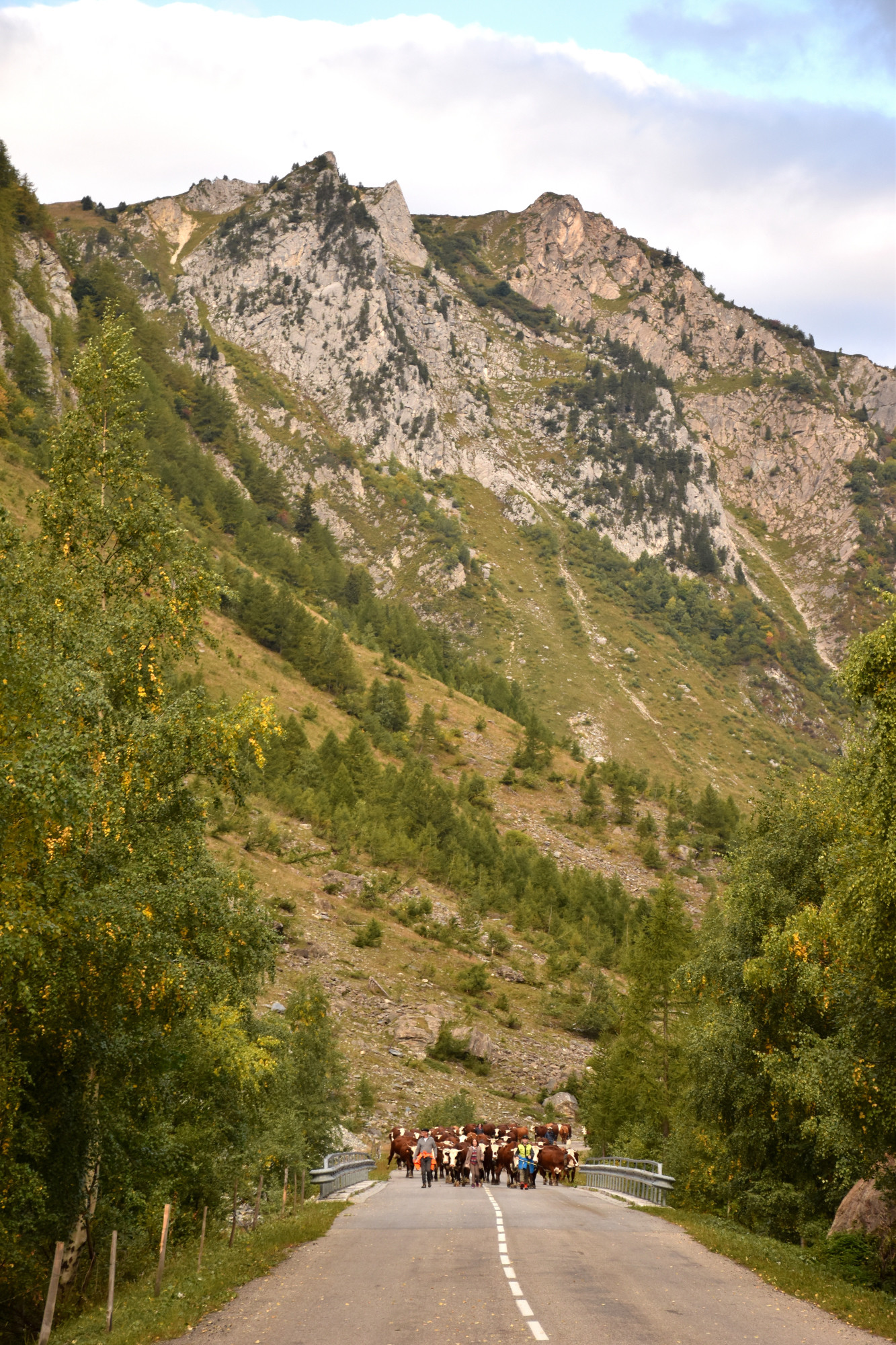 Demontagnee Gaec Les Croes Du Bachal 3 Octobre 2021 Fropmage Beaufort Aop 16