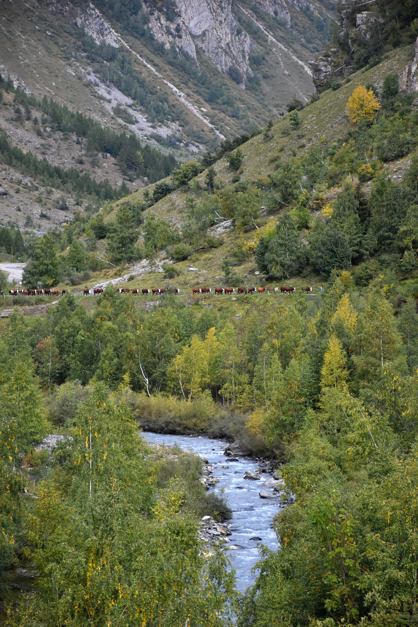 Demontagnee Gaec Les Croes Du Bachal 3 Octobre 2021 Fropmage Beaufort Aop 19