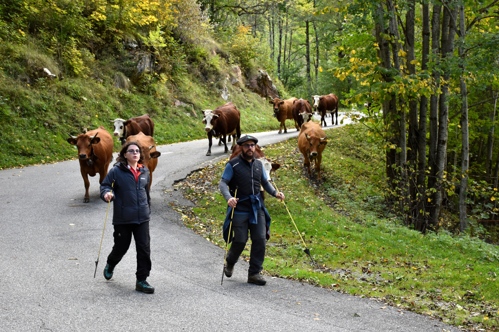 Demontagnee Gaec Les Croes Du Bachal 3 Octobre 2021 Fropmage Beaufort Aop 23